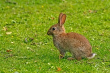 Junges Wildkaninchen