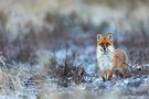 Winterfuchs