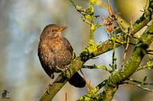 Amsel Weibchen