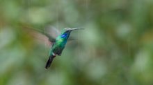 Kolibri im Regen