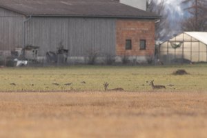 entspanntes Leben am Bauernhof