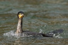 Kormoran