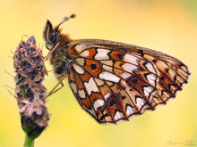 Boloria selene MAXIMA