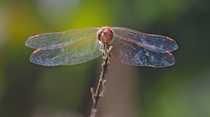 eine große Heidelibelle