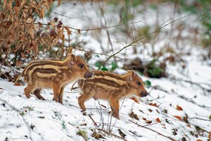 Vor der Schneeballschlacht