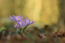 Krokus am Waldrand