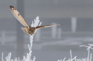 Suchflug der Sumpfohreule