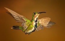 Der Libellen-Kolibri, oder so!!