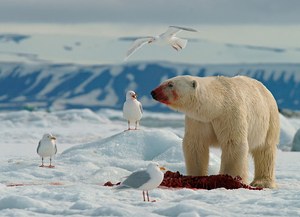 Eisbär und Eismöwen