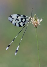 Fadenhaft - Nemoptera Sinuata