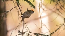 Punk im Wald