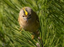 Wintergoldhähnchen....