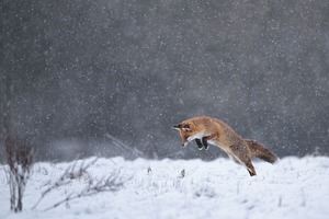 Winterfreuden