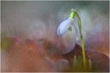 Galanthus weichgespült