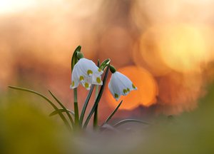 zwischen den Winterlingen stehen die Ersten