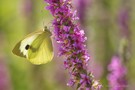 Erinnerung an den Sommer