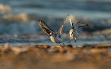 Sanderling im Streit