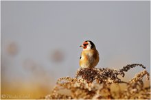 Stieglitz (Carduelis carduelis)