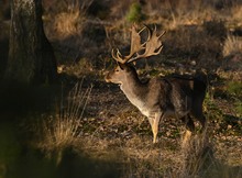 Damhirsch in der Sonne