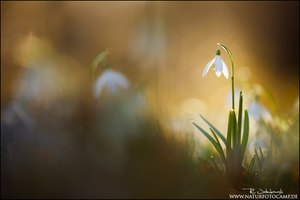 Schneeglöckchen im Licht