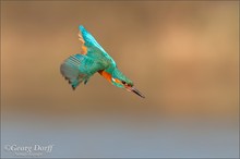 ~ Eisvogel im Sturzflug ~