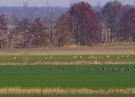 Brandenburger Landschaft mit Großtrappen ..