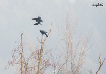 Schwarze Vögel