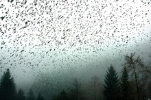 Der Himmel voller Vögel