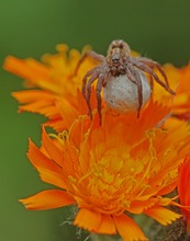 Was will sie auf der Habichtkrautblüte ?