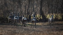 Ein halbes dutzend Rehe