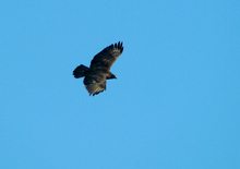 Bussard, auf Beutesuche