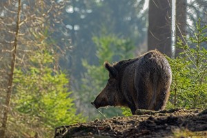 Die Mama der sportlichen Racker