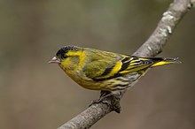 Erlenzeisig -Hahn(Carduelis spinus)