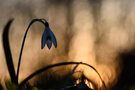 ~Lichtblick~