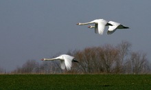 Synchronlandeanflug ......