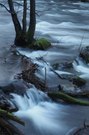 Wasseramsel (Cinclus_cinclus)