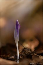 Krokuss (Crocus)