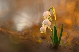 Frühlingserwachen