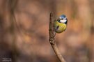 Besuch im Wald