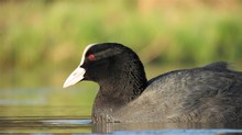 Rotauge über Wasser