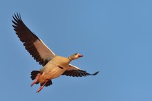 Nilgans