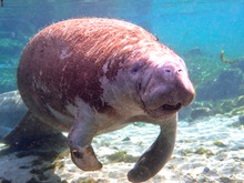 Karibischen Seekuh oder Manati (West-Florida)