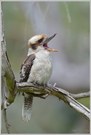 Lachender Hans; Kookaburra; (Dacelo novaeguineae)