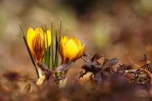 Frühlingserwachen in der Rhön