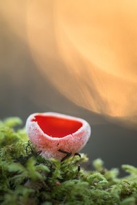 Scharlachroter Kelchbecherling