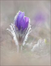 *Pulsatilla vulgaris*