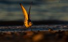 Sanderling im letzten Abendlicht