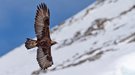 Steinadler im Flug