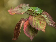 Laubi