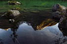 Spiegelbild